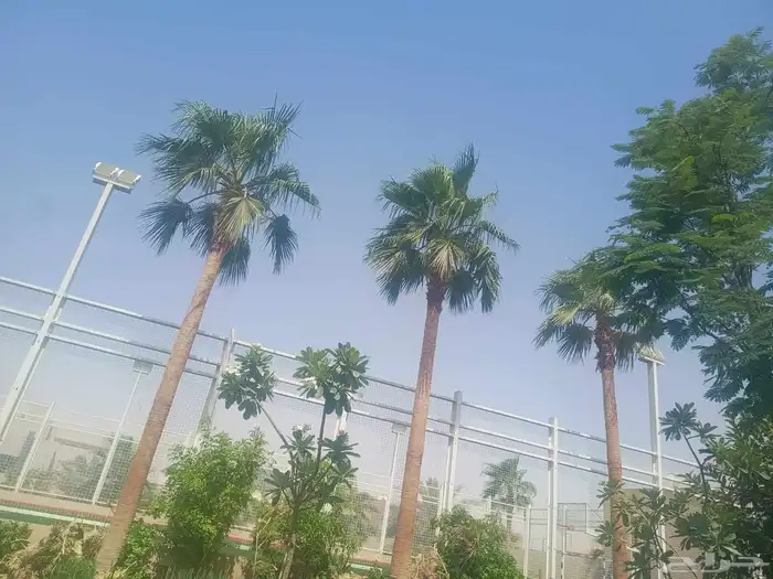 تكريب وتشذيب النخل والواشنطني 1