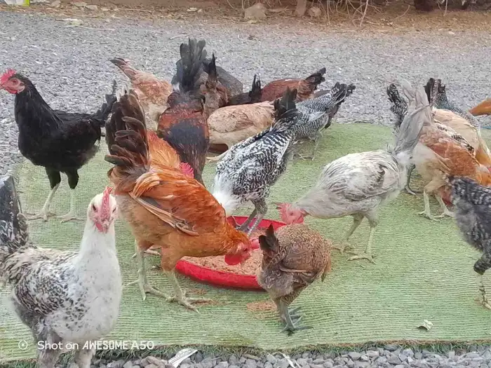 دجاج مشكل بشاير 1