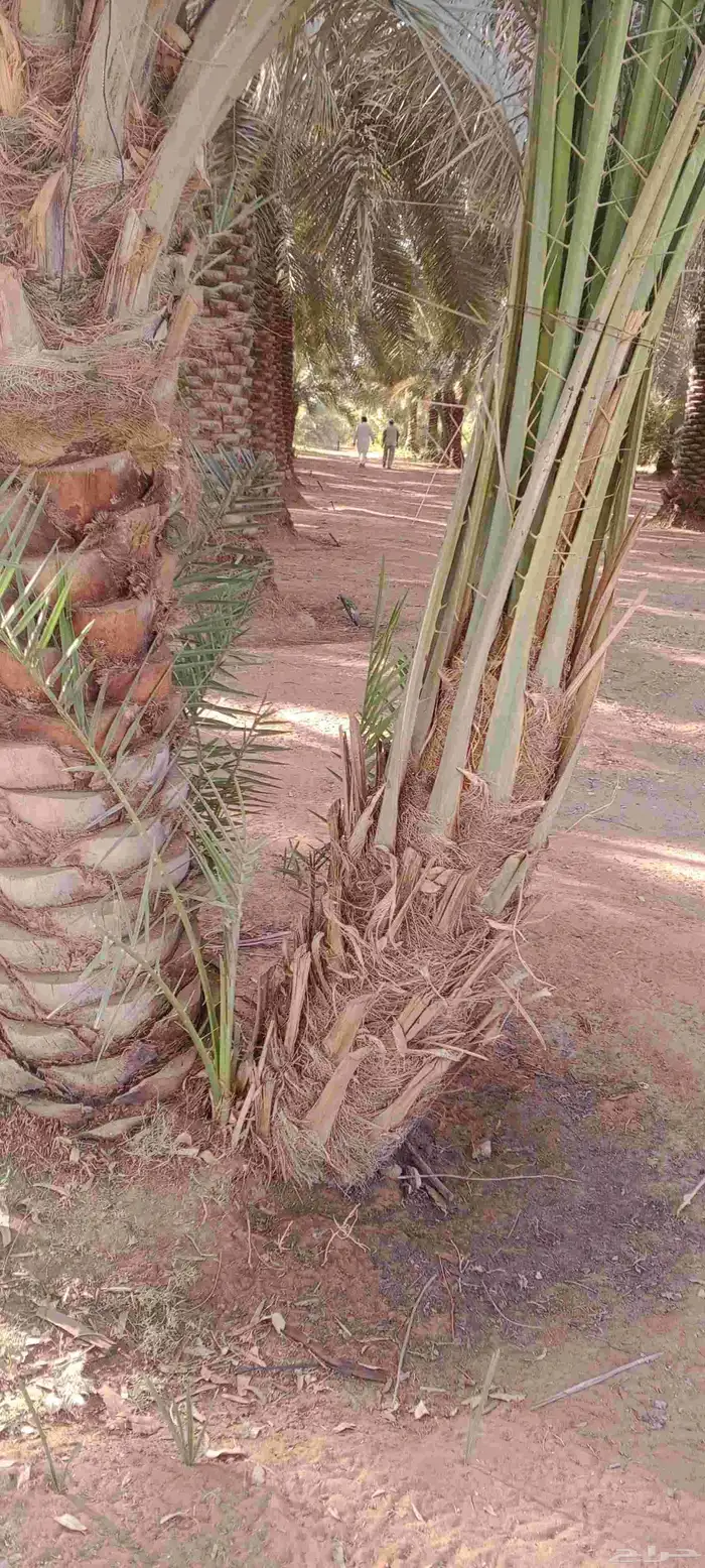 يوجد لدينا جميع انواع النخيل المثمر للبيع 7