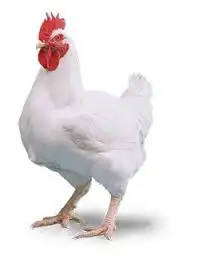مطلوب دجاج مبرد اوزان كبيرة 0