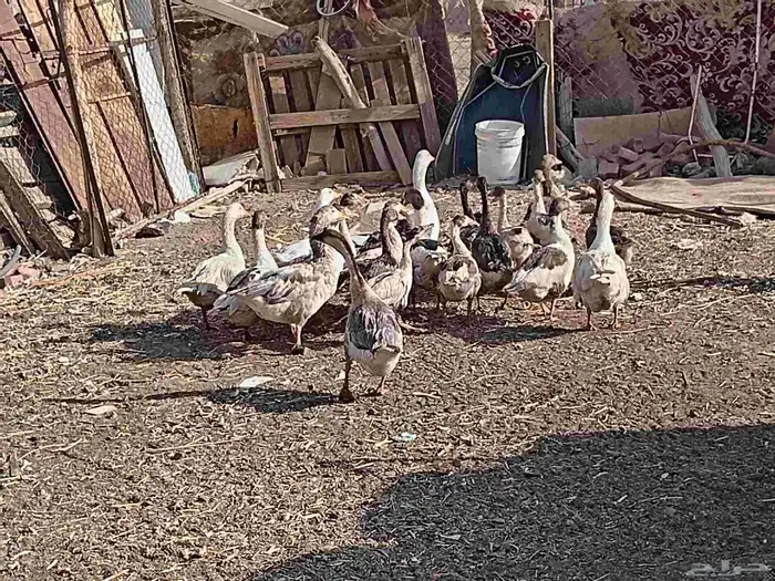 وز بلدي 4