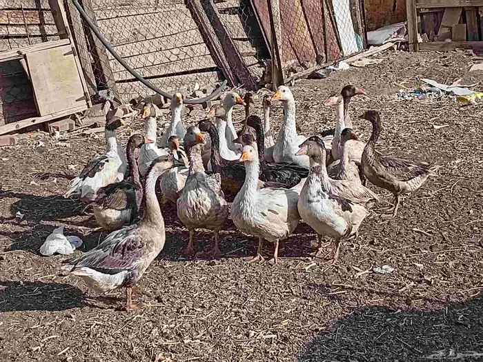 وز بلدي 3