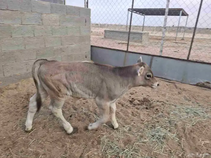 بقره المانيه ناتج كفو 9