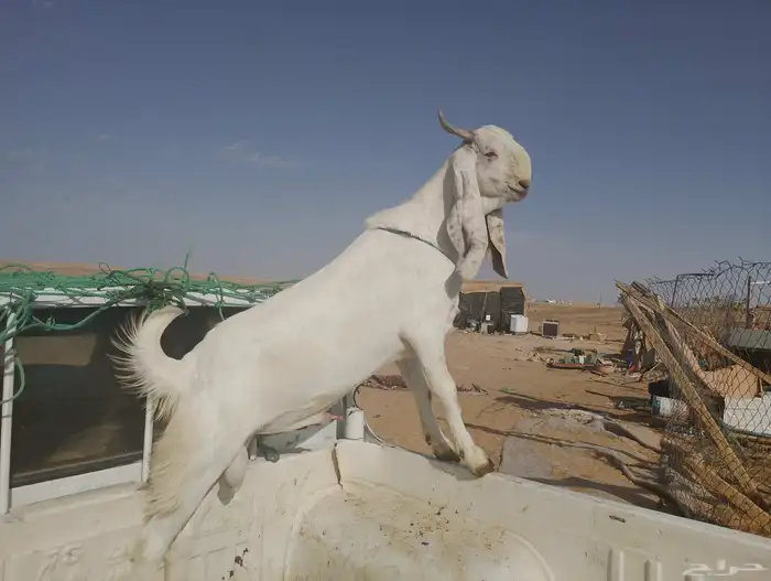 فحل ناهي مطور جذع 0