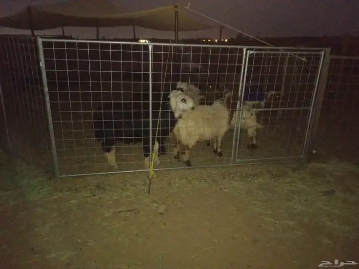 غنم طليان نجد ونعيميات جذعان طيبات أعمارهن من 5شهور إلى7شهور 2
