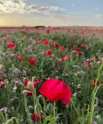 بكج بذور ازهار الربيع البرية 0