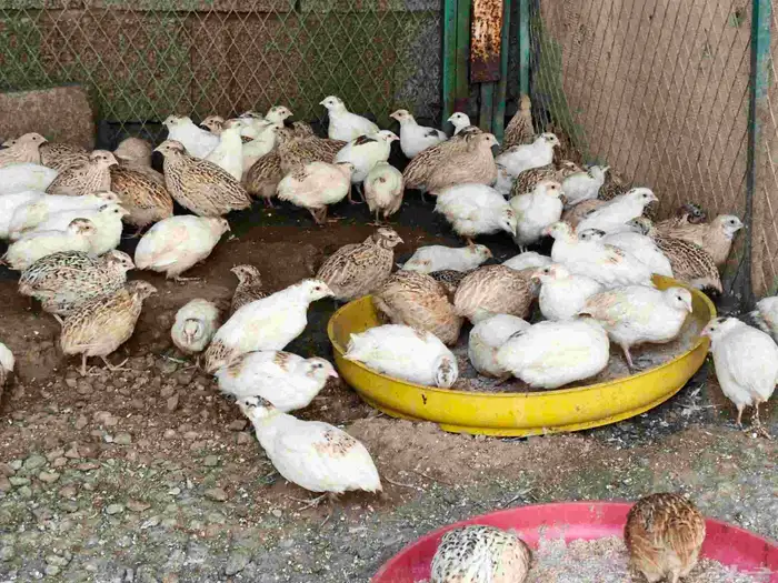 سمان فري تم تم البيع 3