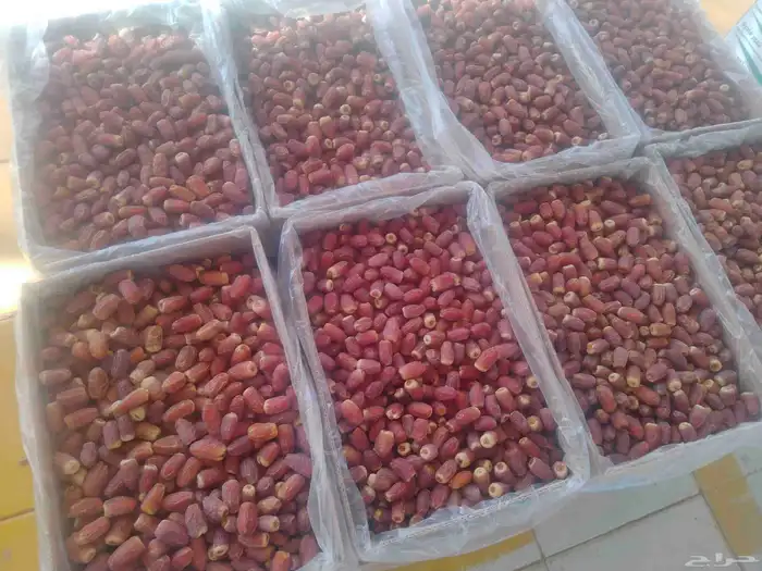 يوجد صقعي طيب على الشرط 7