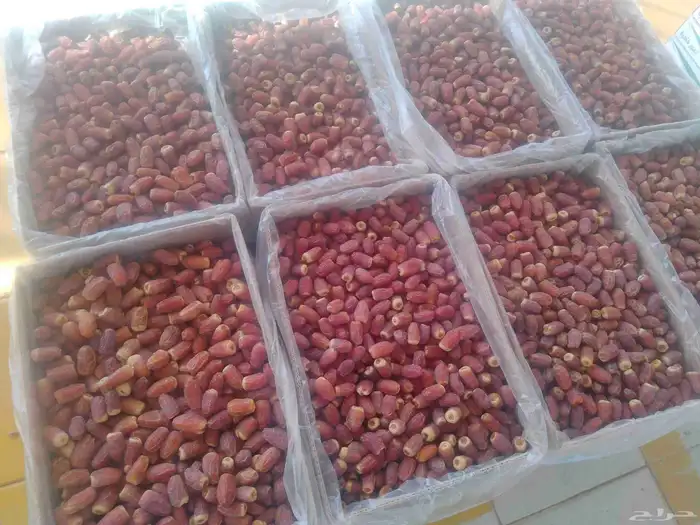 يوجد صقعي طيب على الشرط 4