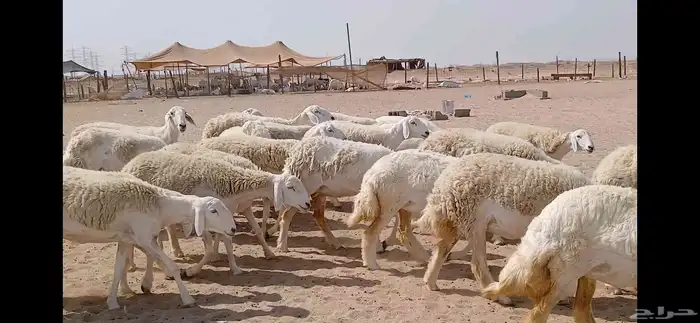 رخال حريه حرش العدد 30 راس 3