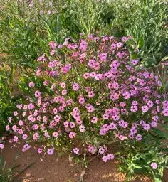 بكج بذور ازهار الربيع البرية 6