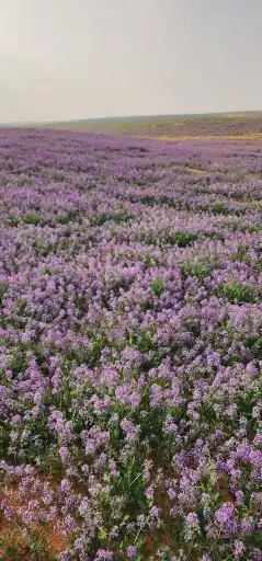 بكج بذور ازهار الربيع البرية 5