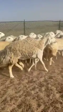 مشاء الله تبارك الله أعرض لكم غنم رخال حريات حرش صنف 27 2