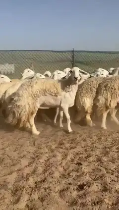 مشاء الله تبارك الله أعرض لكم غنم رخال حريات حرش صنف 27 4