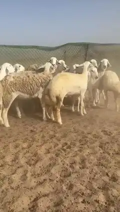 مشاء الله تبارك الله أعرض لكم غنم رخال حريات حرش صنف 27 6