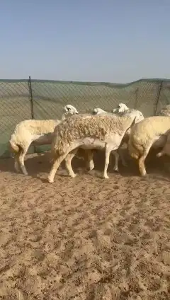 مشاء الله تبارك الله أعرض لكم غنم رخال حريات حرش صنف 27 5