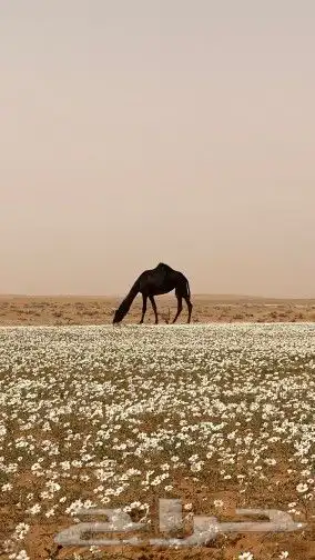 بكج بذور ازهار الربيع البرية 8