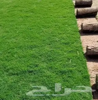 ثيل طبيعي سي الفين فرنسي 2