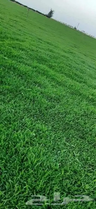 ثيل طبيعي سي الفين فرنسي 1