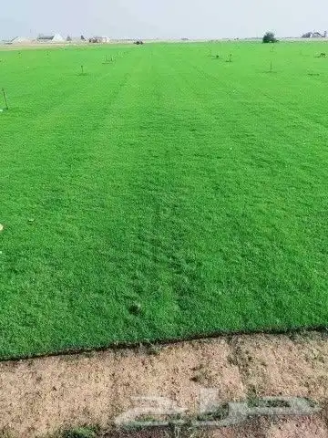 ثيل طبيعي سي الفين فرنسي 0