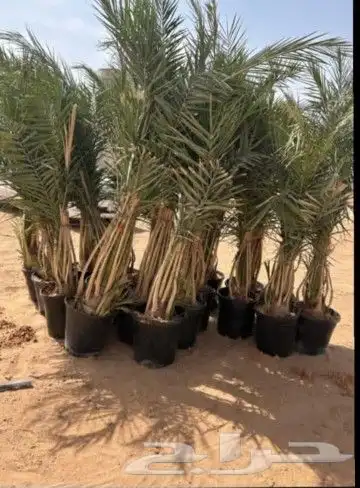 يوجد لدينا النخل البيع بجميع المقسات جده مكه طايف 9
