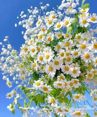 بذور ازهار الربيع البريه 0