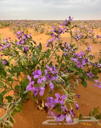 بذور ازهار الربيع البريه 9