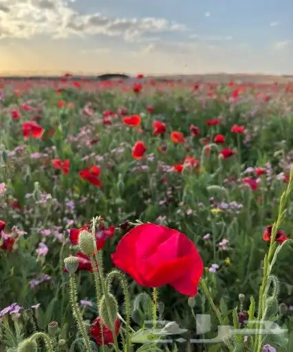 بذور ازهار الربيع البريه 4