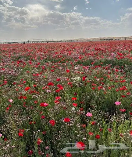 بذور ازهار الربيع البريه 3