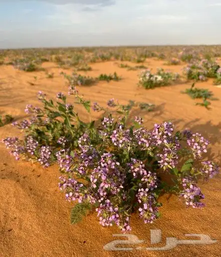 بذور خزامى برية مقشره 2