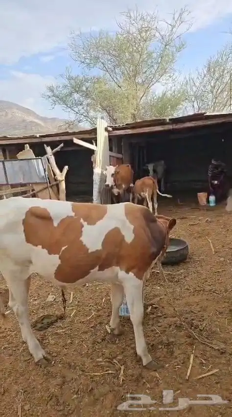 حسيل للبيع 2