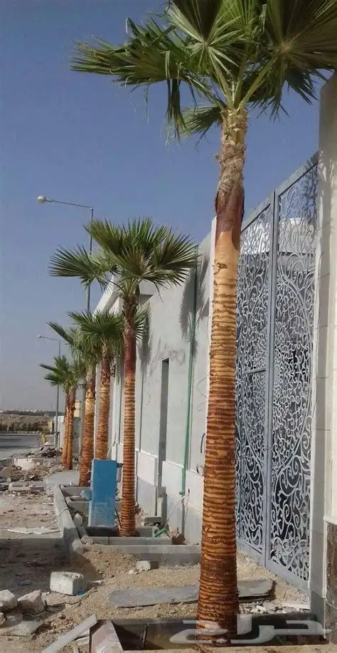 صيانة وزراعة النخيل الوشنطونيا 1