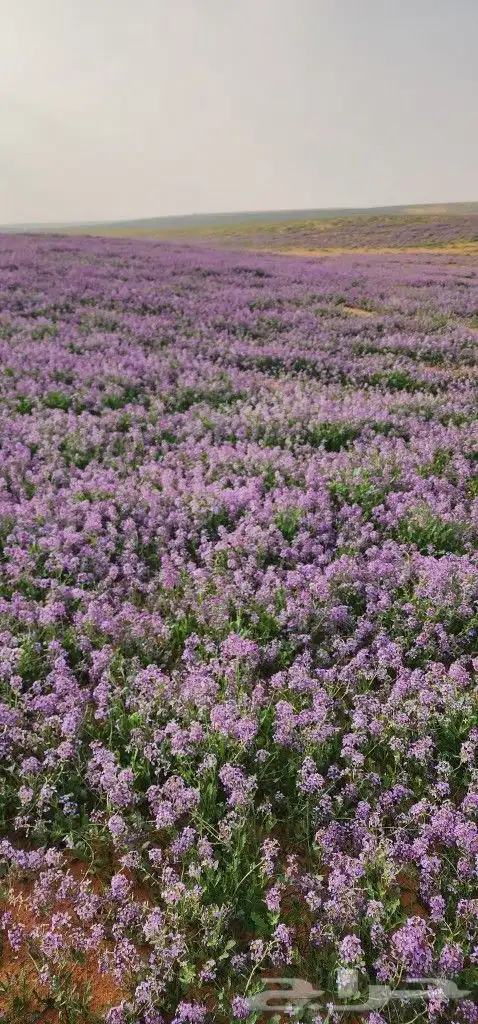 بذور ازهار الربيع البريه 5