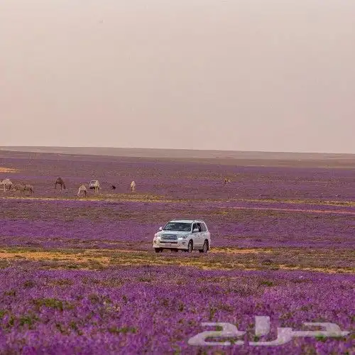 بذور خزامى برية مقشره 1