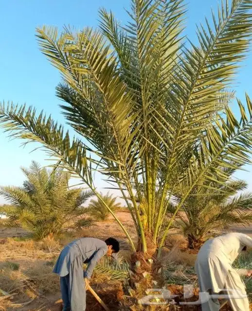 نخل مثمر للبيع منوع نخيل واشنطني زينه صقعي مجدول عجوه هلالي 1