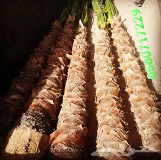 تركيب و بيع عشب طبيعي وزراعته للحدائق والملاعب 3