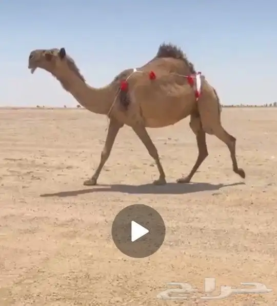 ضريبة صفراء طيبة 0