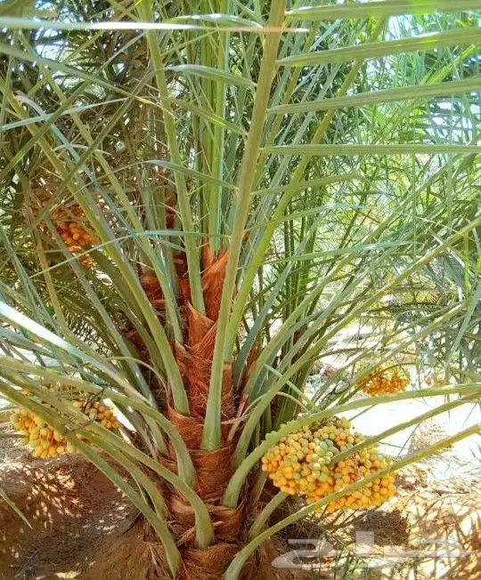 نخل مثمر للبيع منوع نخيل واشنطني زينه صقعي مجدول عجوه هلالي 5