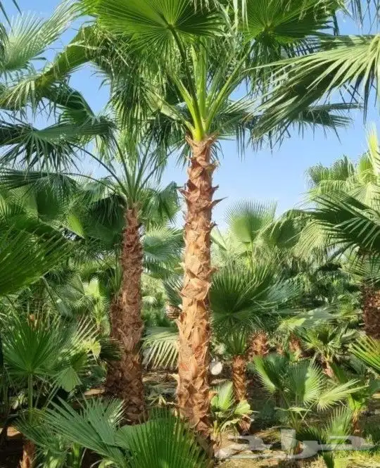 نخل مثمر للبيع منوع نخيل واشنطني زينه صقعي مجدول عجوه هلالي 11
