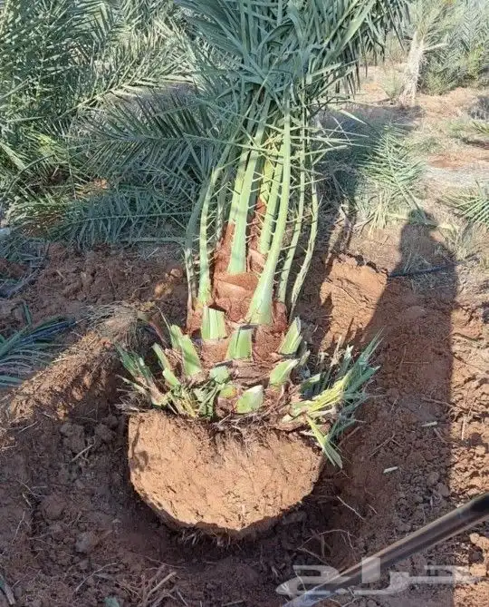 نخل مثمر للبيع منوع نخيل واشنطني زينه صقعي مجدول عجوه هلالي 7