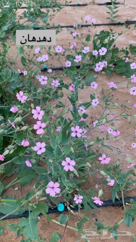 بذور ازهار الربيع البريه 1