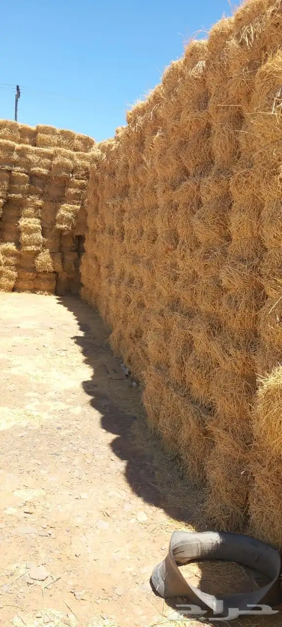 برسيم صافي ومخلوط إنتاج تبوك 2