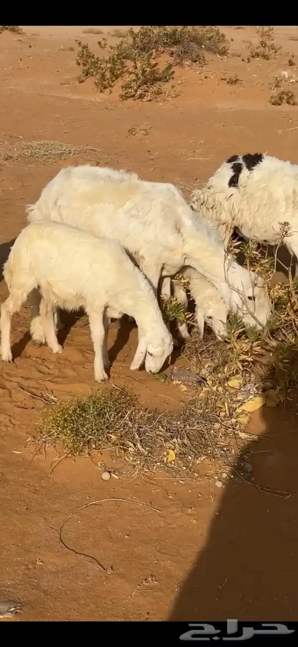 للبيع غنم متابيع 0