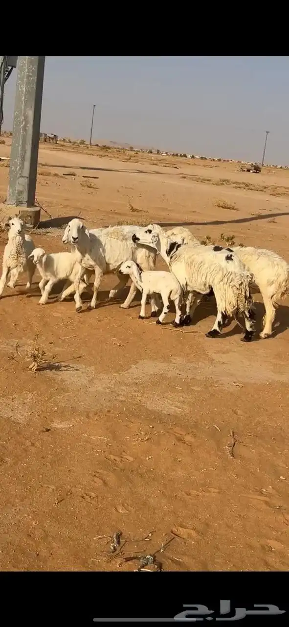 للبيع غنم متابيع 1