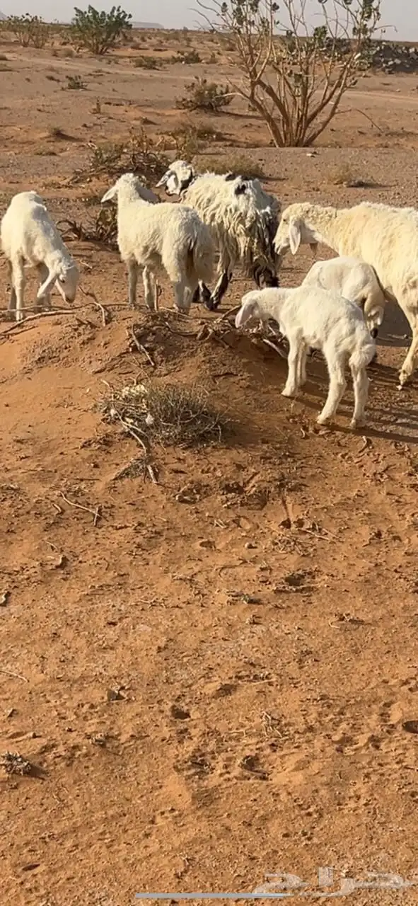 للبيع غنم متابيع 3