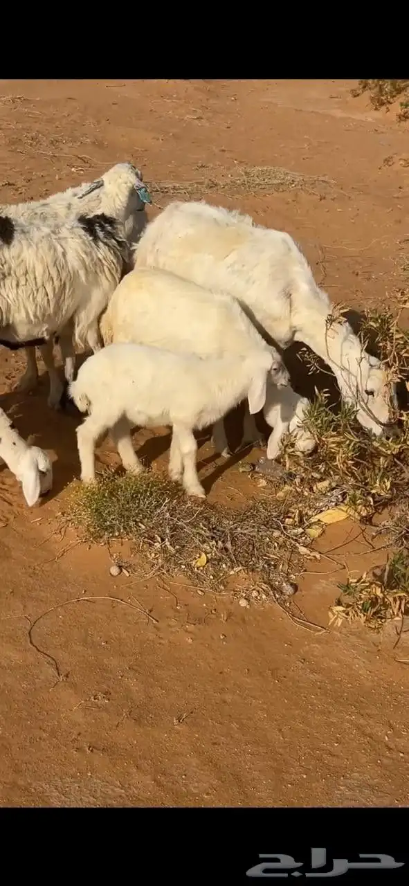 للبيع غنم متابيع 2