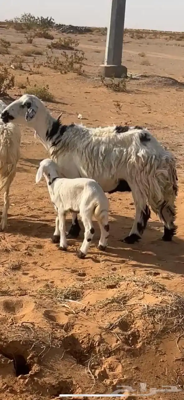 للبيع غنم متابيع 4