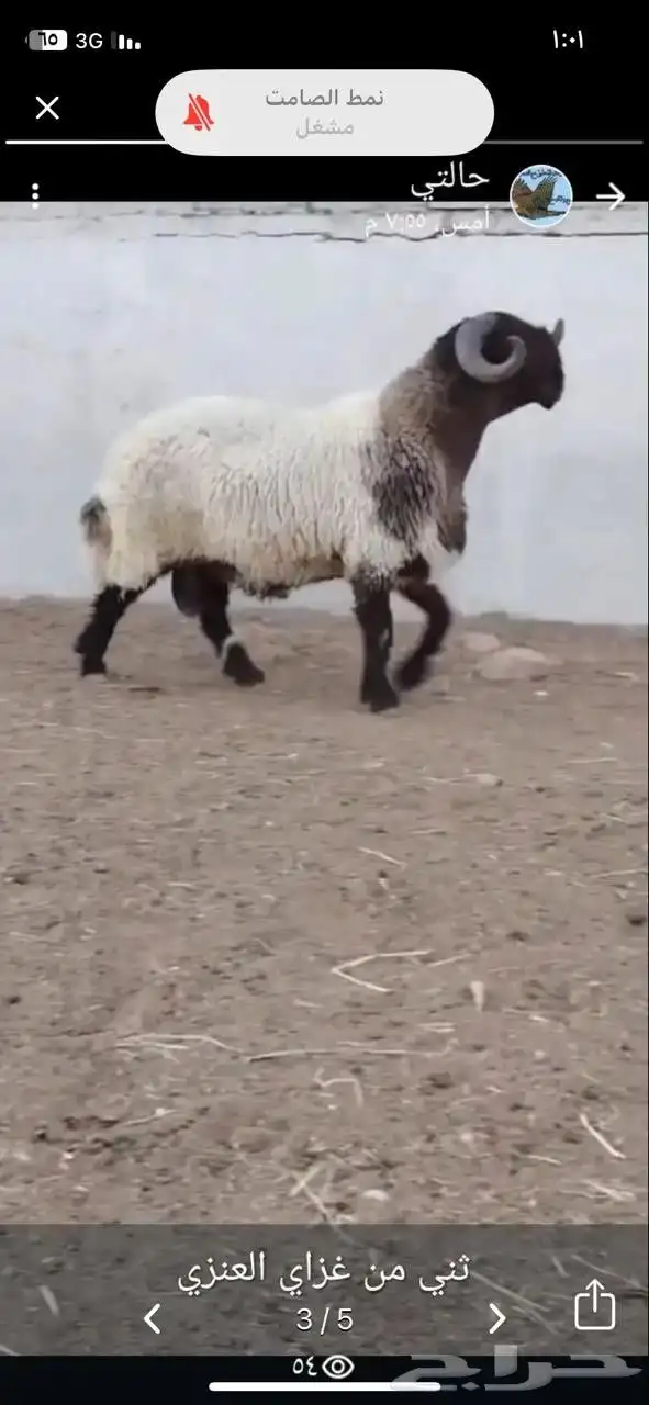 فحول نعيم طيبه 6