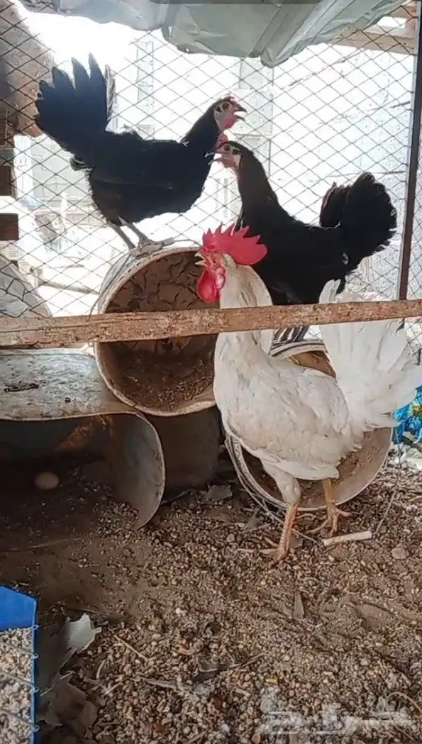 دجاج بلدي للبيع بياض حضان شرط 0