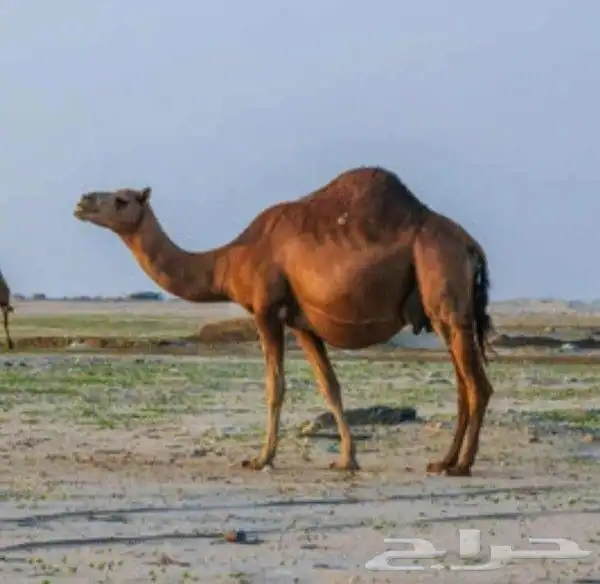 حليب خلفاتالكميه 70 ك تقريبا تزيد او تنقصسعر الكيلو 10 0